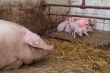 Image showing Sow pig with piglets