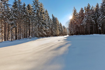 Image showing Winter forest