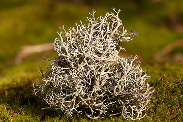 Image showing Iceland moss