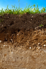 Image showing A cut of soil