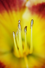 Image showing Stamen and pistils