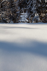 Image showing Winter forest