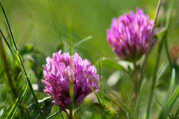 Image showing Clover. Close up