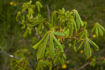 Image showing Young chestnut