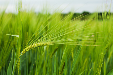 Image showing Wheat field