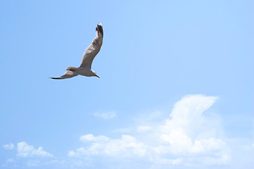 Image showing Gull