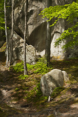 Image showing Spring forest