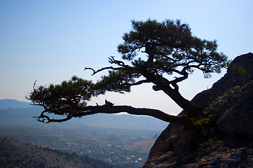 Image showing Tree growing on the rocks