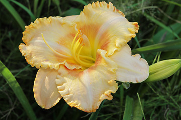 Image showing Image of beautiful lily.