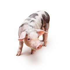 Image showing Young piglet