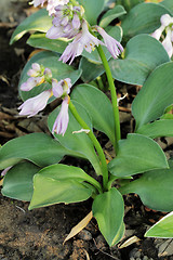 Image showing Hosta Green Mouse Ears