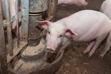 Image showing Pig farm