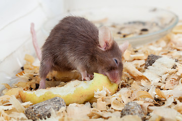 Image showing Mouse eats peace of apple