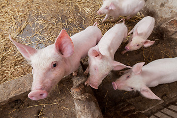 Image showing Pig farm