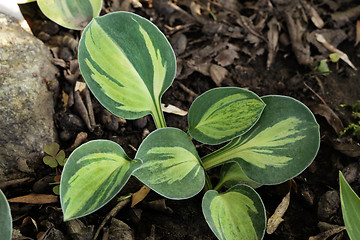 Image showing Hosta plant