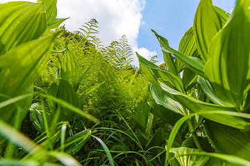 Image showing Spring plants