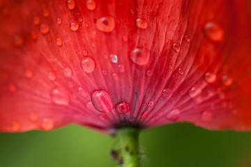 Image showing Poppy flower