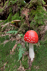 Image showing Poison mushroom