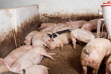 Image showing Pig farm