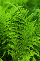 Image showing Fresh fern