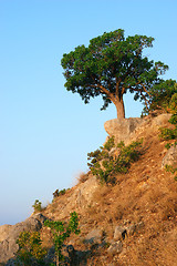 Image showing Single tree standing on the hill