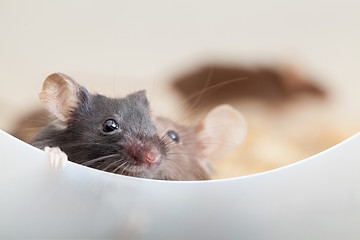 Image showing Two curious mouses