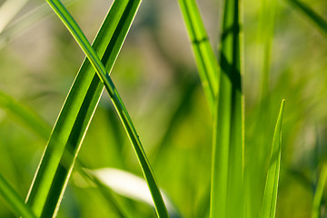 Image showing Grass. Close up