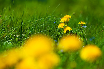 Image showing Flowers of dandelion