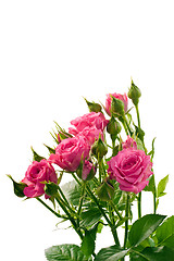 Image showing Bright pink roses