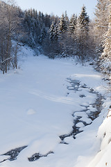 Image showing Winter forest