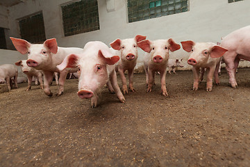 Image showing Pig farm