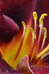 Image showing Stamen and pistils