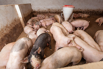 Image showing Pig farm