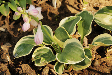 Image showing Hosta Lucky Mouse