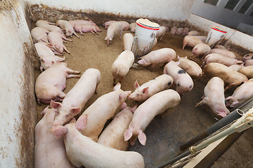 Image showing Pig farm