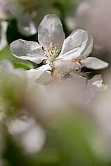 Image showing Apple tree blossom