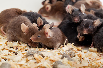 Image showing Group of Mouses