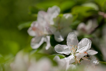 Image showing Apple tree blossom