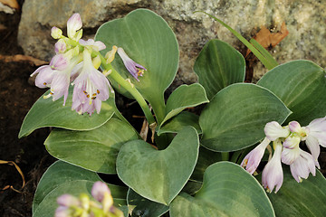 Image showing Hosta Cat and Mouse