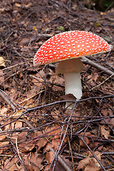 Image showing Poison mushroom