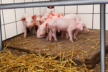 Image showing Young piglets