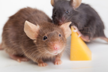 Image showing Mouse happiness