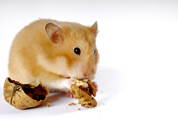 Image showing Hamster