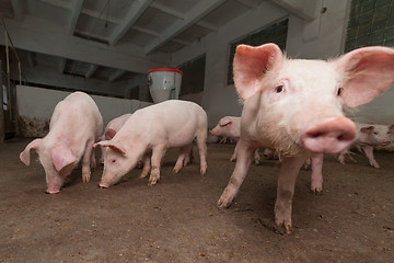 Image showing Pig farm