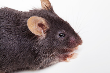 Image showing Black mouse