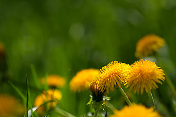 Image showing Flowers of dandelion