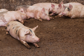 Image showing Pig farm