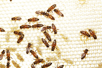 Image showing Bees at work