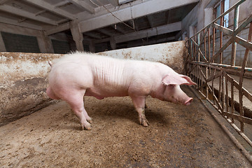 Image showing Young boar