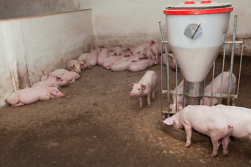 Image showing Pig farm